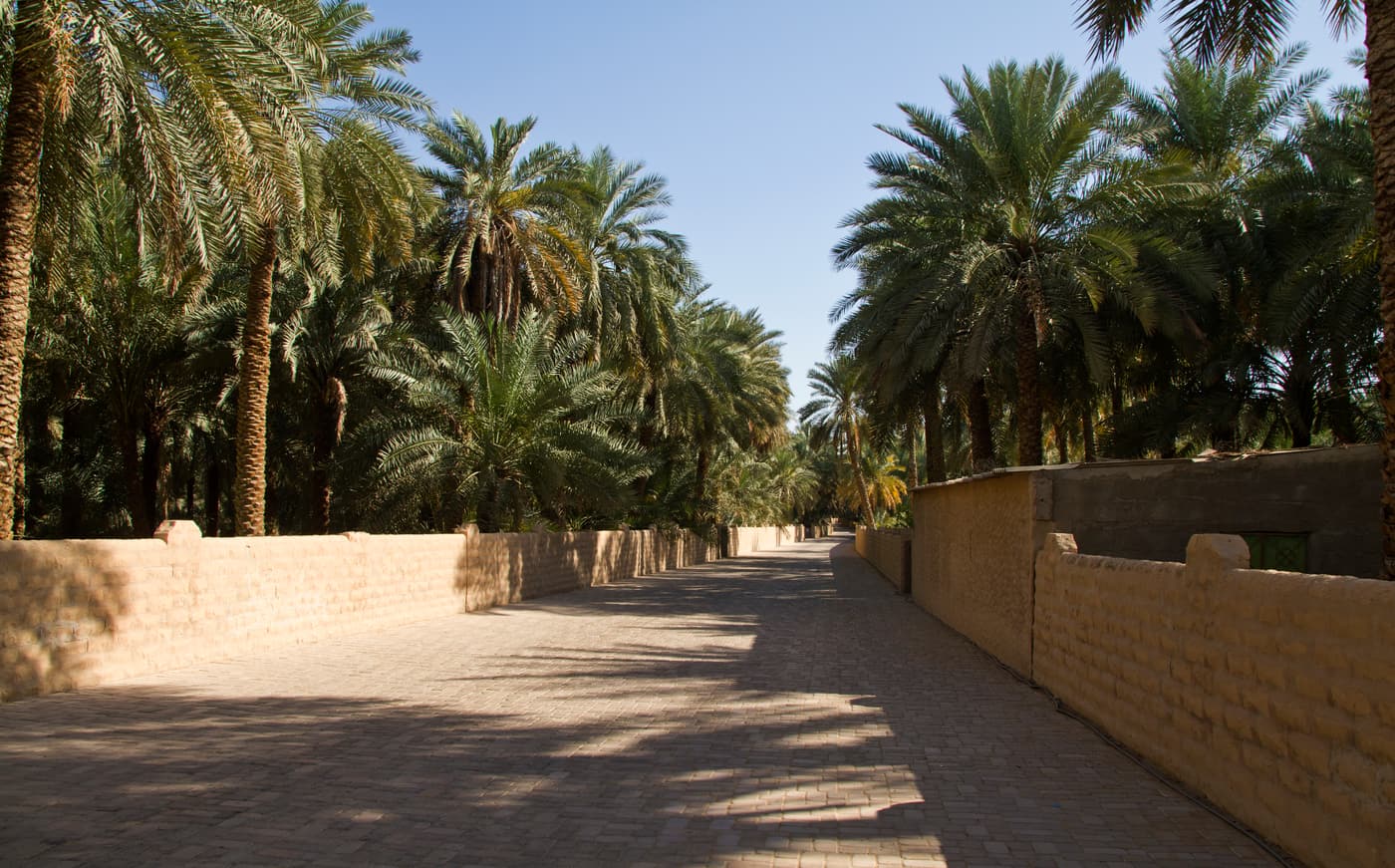 A walled lane between date palms in Al Ain Oasis