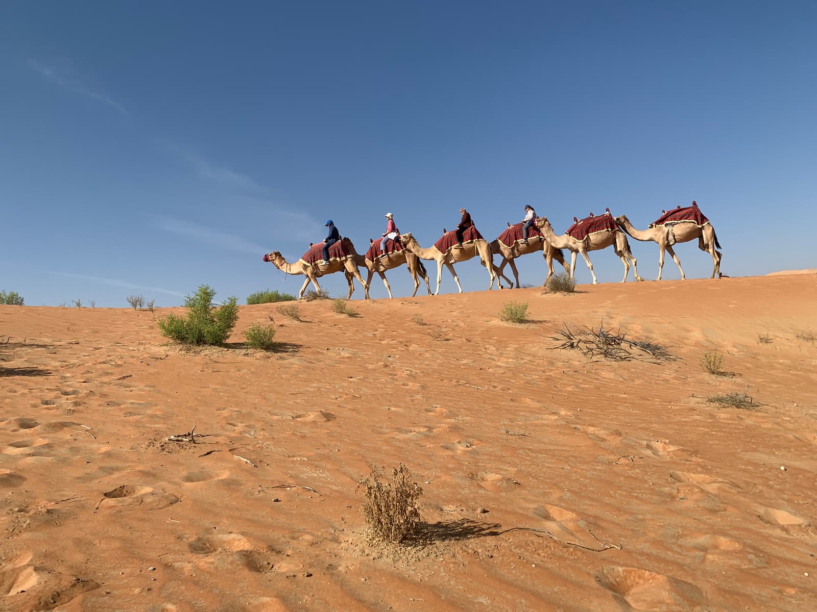 A line of camels and riders crossing a dune